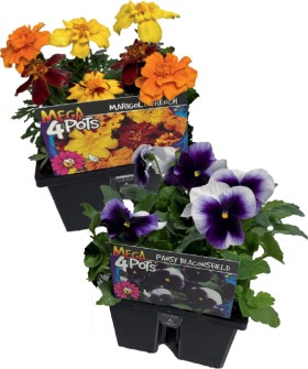 Mega-4-Pots on sale
