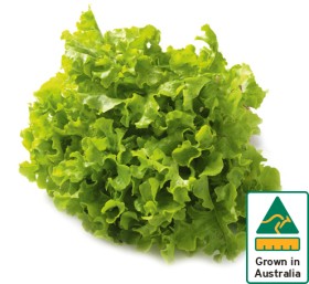 Australian+Green+Oak+Lettuce