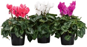 Potted+Colour+14cm+Including+Cyclamen