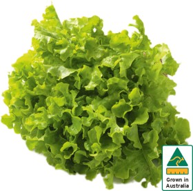 Australian+Green+Oak+Lettuce