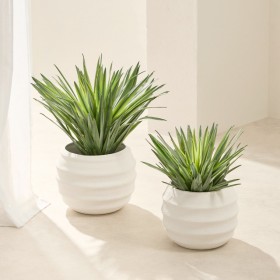 Sisal+Yucca+Plant+by+M.U.S.E.