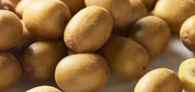 Gold-Kiwifruit on sale