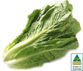 Australian+Cos+Lettuce+Twin+Pack