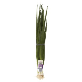 Australian+Macro+Organic+Spring+Onion+Bunch