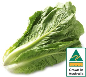 Australian+Cos+Lettuce+Twin+Pack