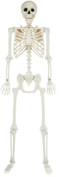 Posable+Skeleton