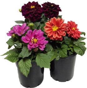 Dahlia+140mm+Pot