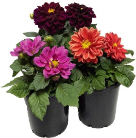 Dahlia+140mm+Pot