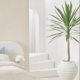 Mountain+Yucca+Plant+by+M.U.S.E.