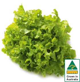 Australian+Green+Oak+Lettuce