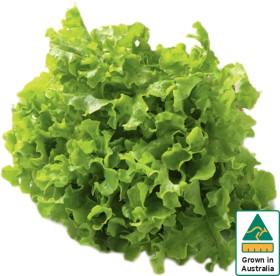 Australian+Green+Oak+Lettuce