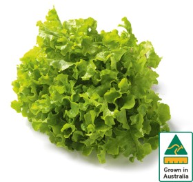 Australian-Green-Oak-Lettuce on sale
