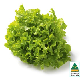 Australian-Green-Oak-Lettuce on sale