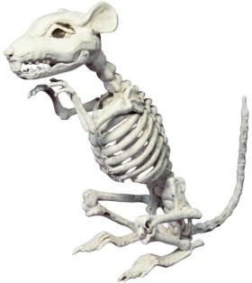 NEW+Skeleton+Rat+33cm+Ea