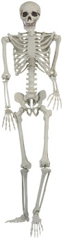 Skeleton+1.5m+Standing+EA
