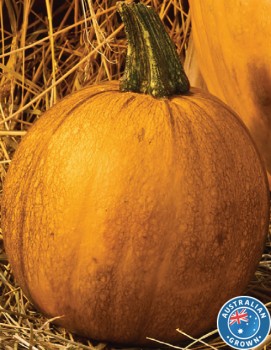 Australian-Mini-Jack-Pumpkin on sale