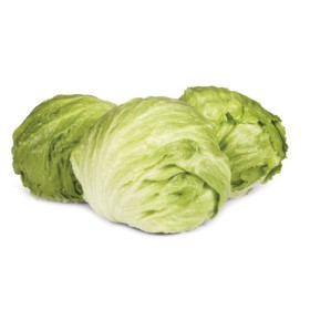 Australian+Iceberg+Lettuce