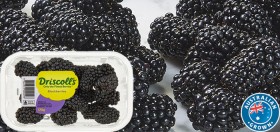 Australian-Blackberries-170g-Punnet on sale