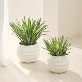 Sisal-Yucca-Plant-by-MUSE on sale