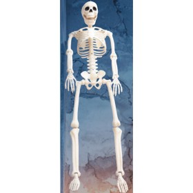 Halloween-Large-Hanging-Skeleton on sale