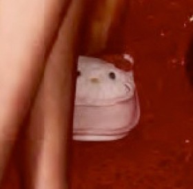 JuniorSenior-Hello-Kitty-Slippers on sale