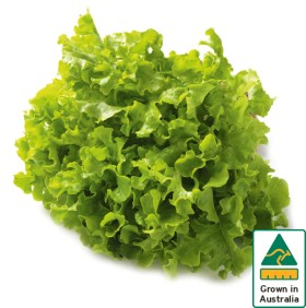 Australian-Green-Oak-Lettuce on sale