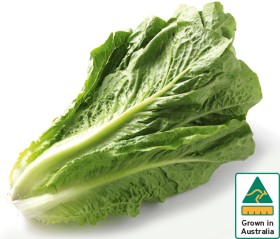 Australian+Cos+Lettuce+Twin+Pack