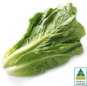 Australian+Cos+Lettuce+Twin+Pack
