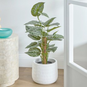 Satin+Pothos+Tree+by+M.U.S.E.