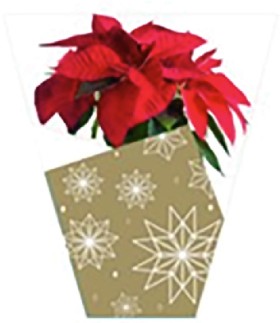 Potted+Poinsettia