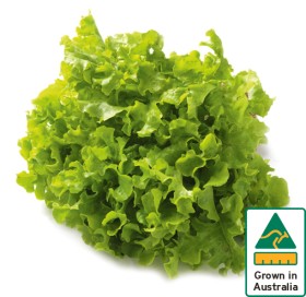 Australian+Green+Oak+Lettuce