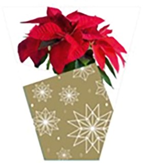 Potted+Poinsettia