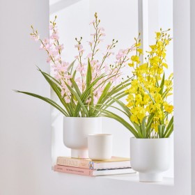 Potted-Spring-Spider-Orchid-by-MUSE on sale