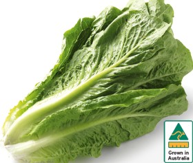 Australian+Cos+Lettuce+Twin+Pack
