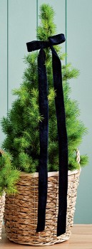 Potted-Christmas-Tree on sale