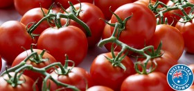 Australian+Truss+Tomatoes