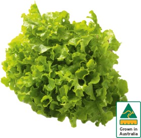 Australian-Green-Oak-Lettuce on sale