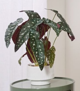 Spotted+Plant+in+Pot