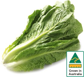 Australian+Cos+Lettuce+Twin+Pack