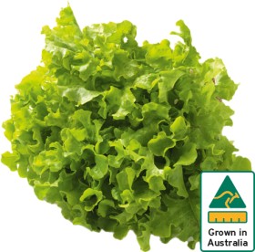 Australian+Green+Oak+Lettuce