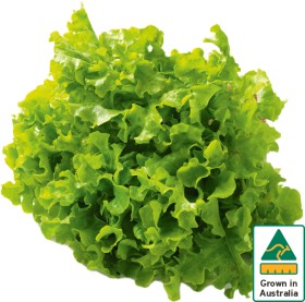 Australian+Green+Oak+Lettuce