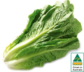 Australian+Cos+Lettuce+Twin+Pack