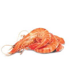Thawed+Extra+Large+Cooked+Australian+Tiger+Prawns
