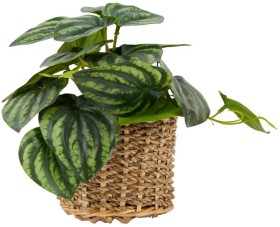 Artificial-Stripe-Leaf-Plant-in-Basket on sale
