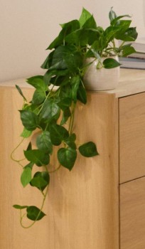 Draping+Pothos+In+Pot
