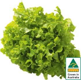 Australian-Green-Oak-Lettuce on sale