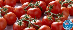 Australian+Truss+Tomatoes