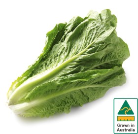 Australian+Cos+Lettuce+Twin+Pack