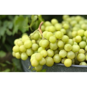 Australian+White+Seedless+Grapes