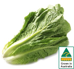 Australian+Cos+Lettuce+Twin+Pack